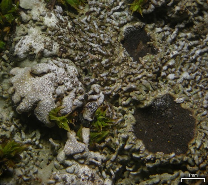 Physconia elegantula