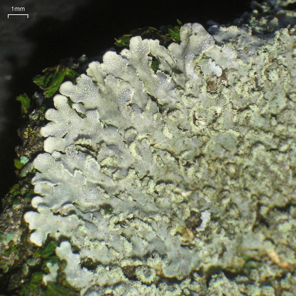 Physconia enteroxantha