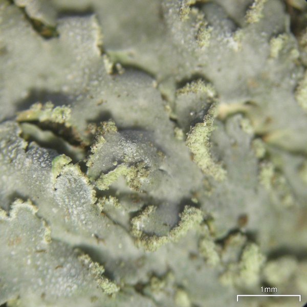 Physconia enteroxantha