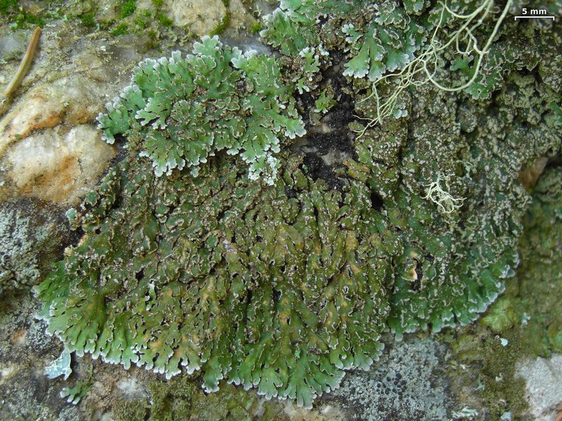 Physconia enteroxantha