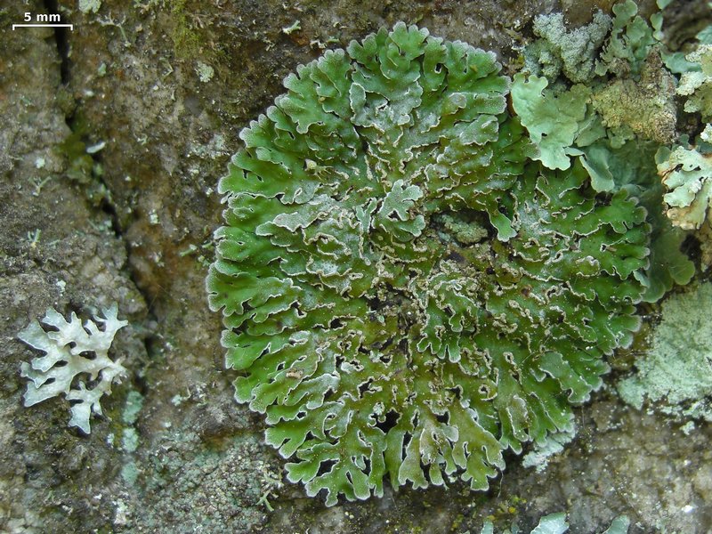 Physconia enteroxantha