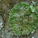 Physconia enteroxantha