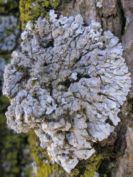 Physconia enteroxantha