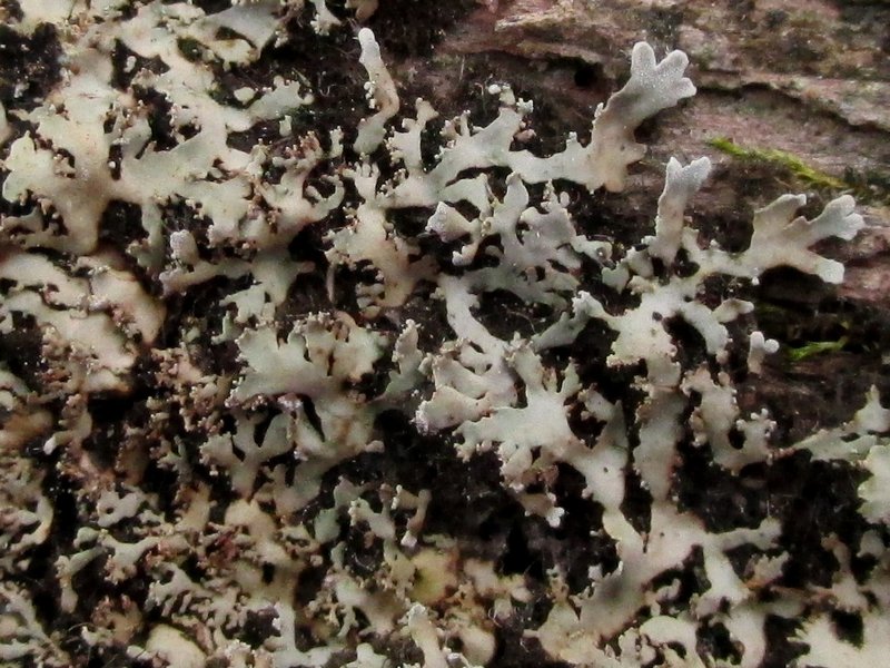 Physconia grumosa