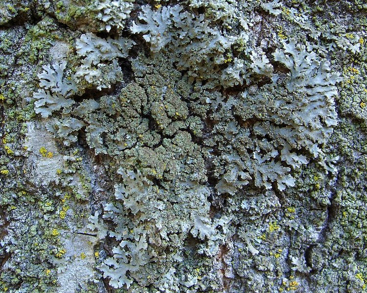 Physconia isidiigera
