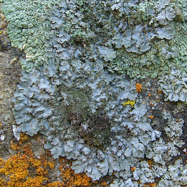 Physconia isidiigera
