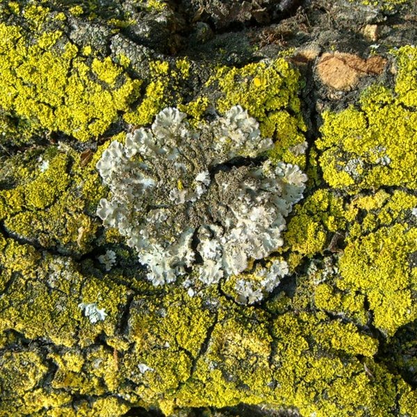 Physconia isidiigera