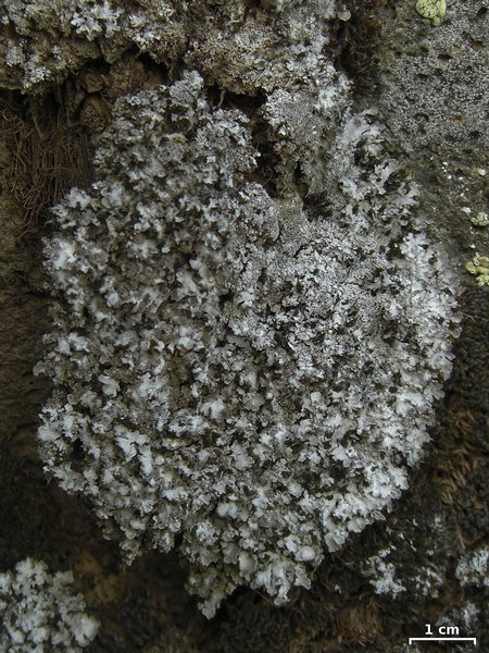 Physconia isidiomuscigena