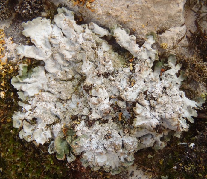 Physconia isidiomuscigena