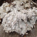 Physconia isidiomuscigena