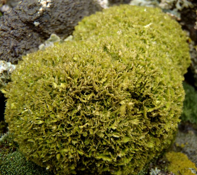 Physconia muscigena