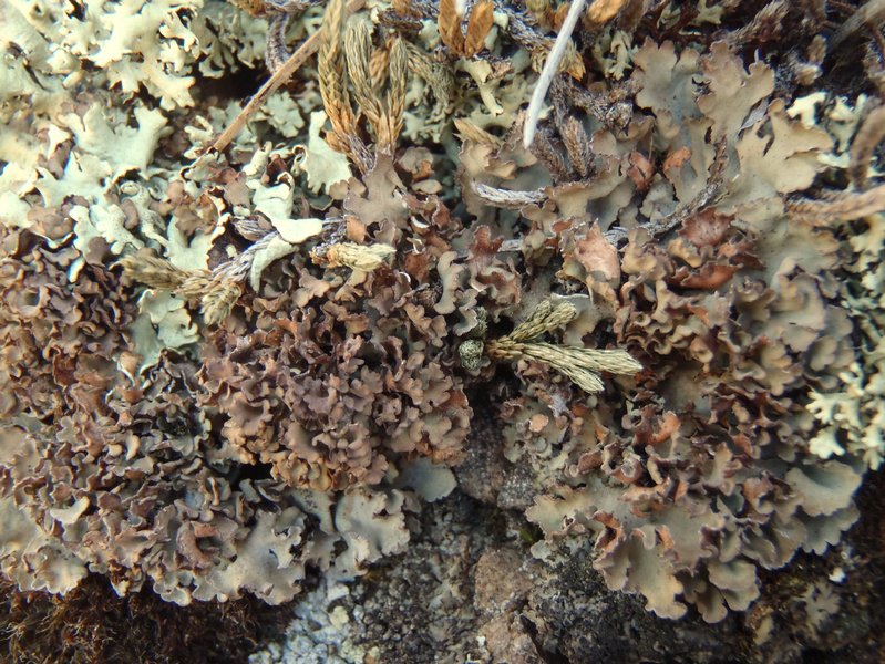 Physconia muscigena