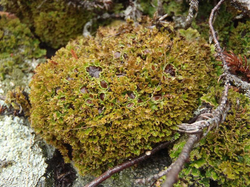 Physconia muscigena