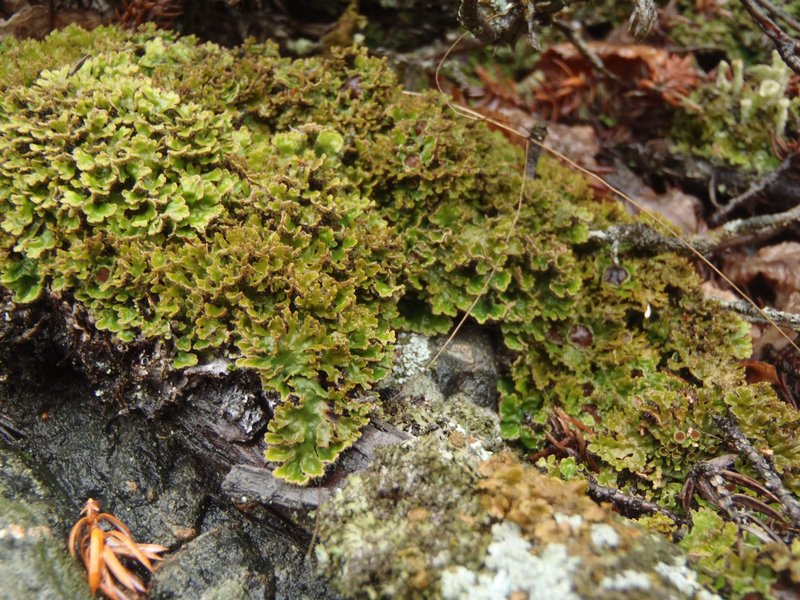 Physconia muscigena