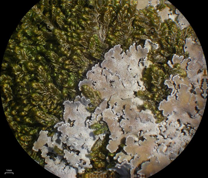 Physconia muscigena