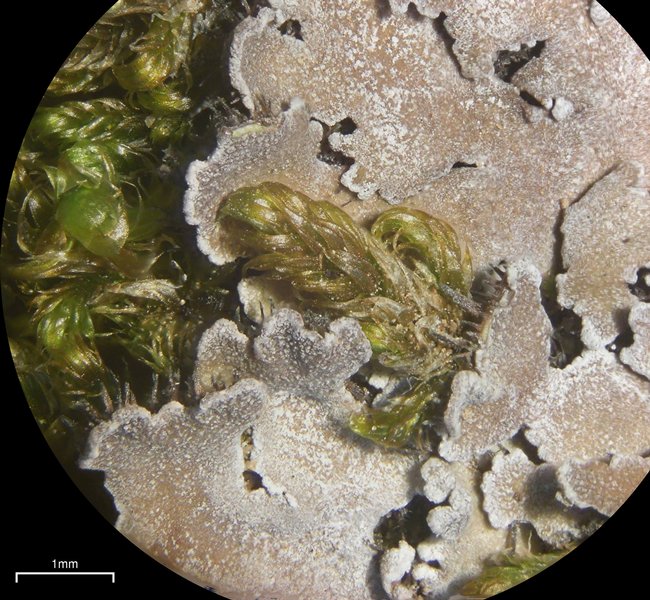 Physconia muscigena