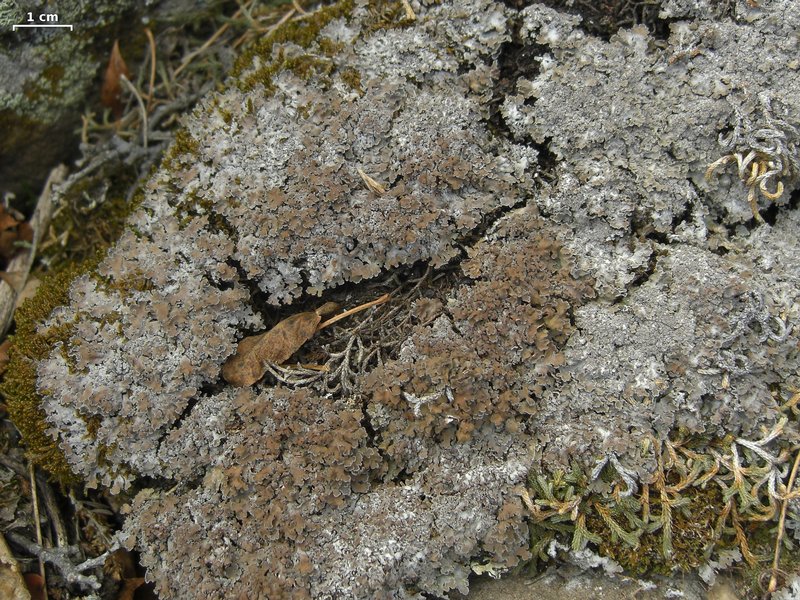 Physconia muscigena