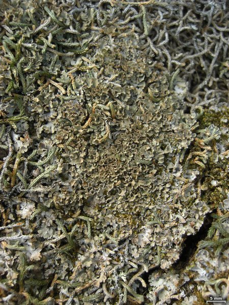 Physconia muscigena