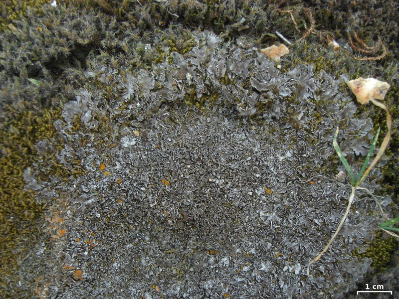 Physconia muscigena