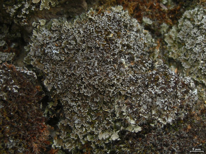 Physconia muscigena