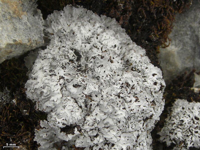Physconia muscigena
