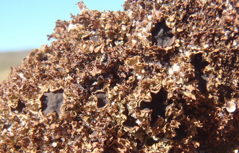 Physconia muscigena