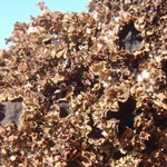 Physconia muscigena