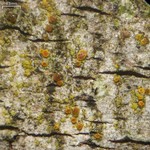 Piccolia nannaria