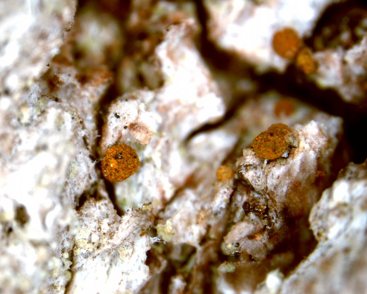 Piccolia ochrophora