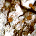 Piccolia ochrophora
