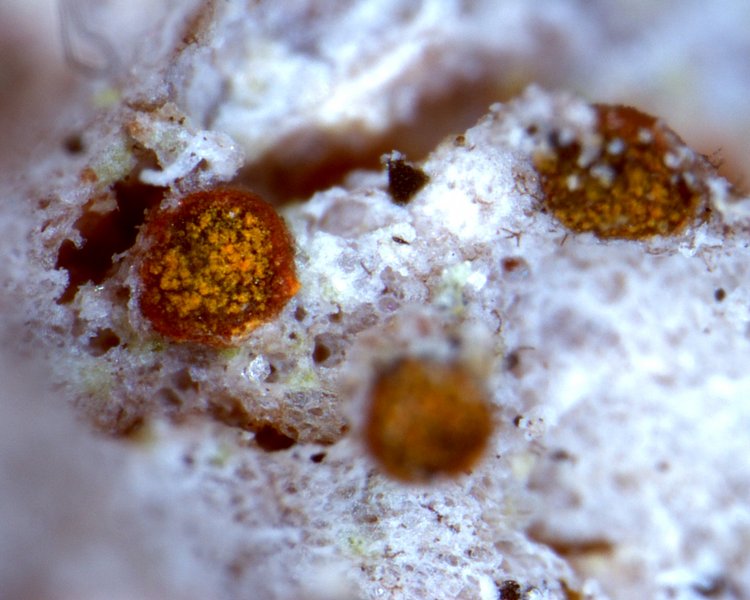 Piccolia ochrophora