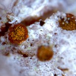 Piccolia ochrophora
