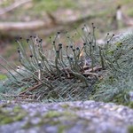 Pilophorus acicularis