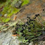 Pilophorus acicularis