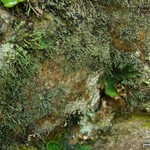 Pilophorus acicularis