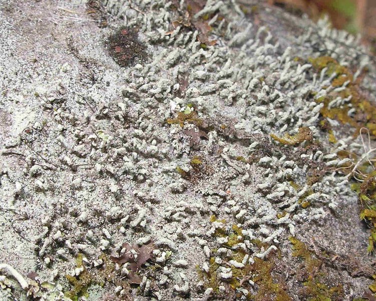 Pilophorus cereolus