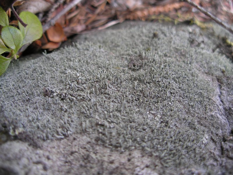 Pilophorus cereolus