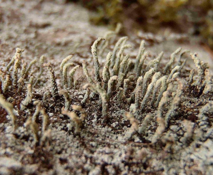 Pilophorus cereolus