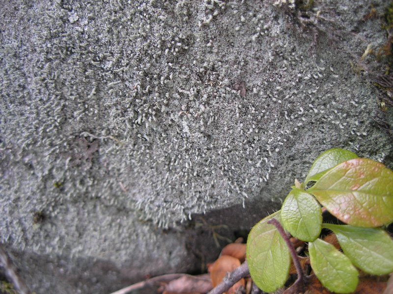 Pilophorus cereolus