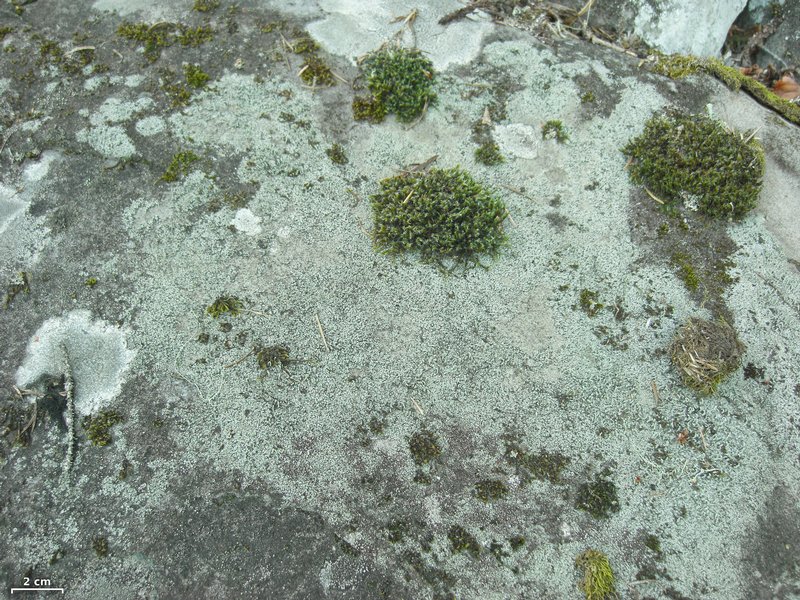 Pilophorus cereolus