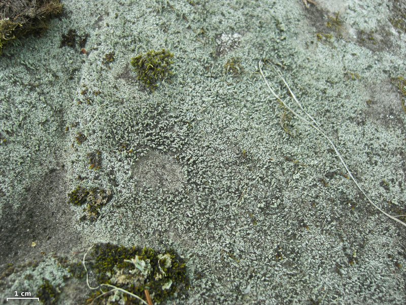 Pilophorus cereolus