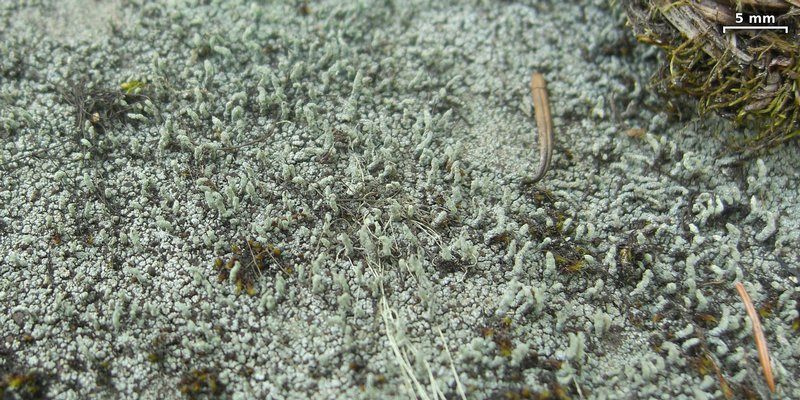 Pilophorus cereolus