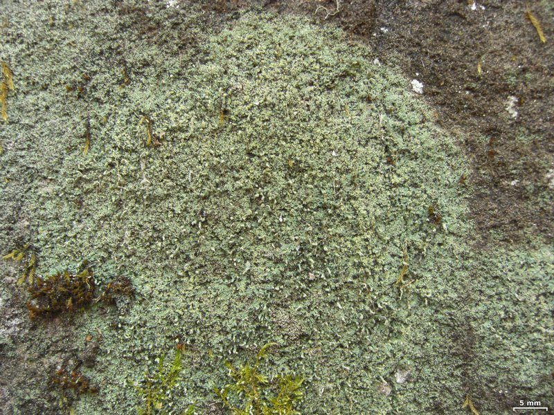 Pilophorus cereolus