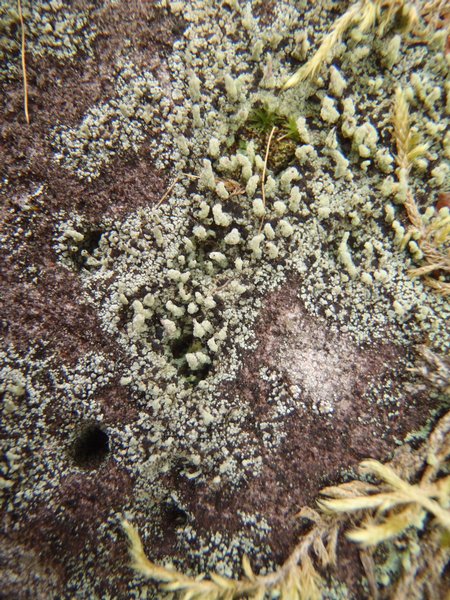 Pilophorus cereolus
