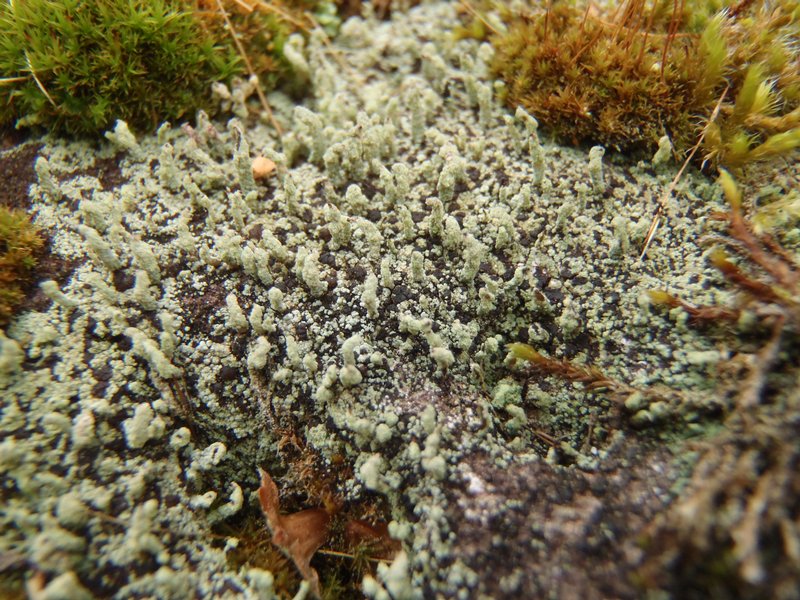 Pilophorus cereolus