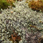 Pilophorus cereolus