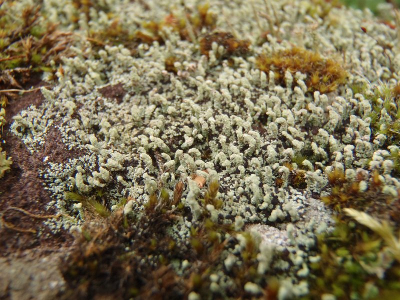 Pilophorus cereolus