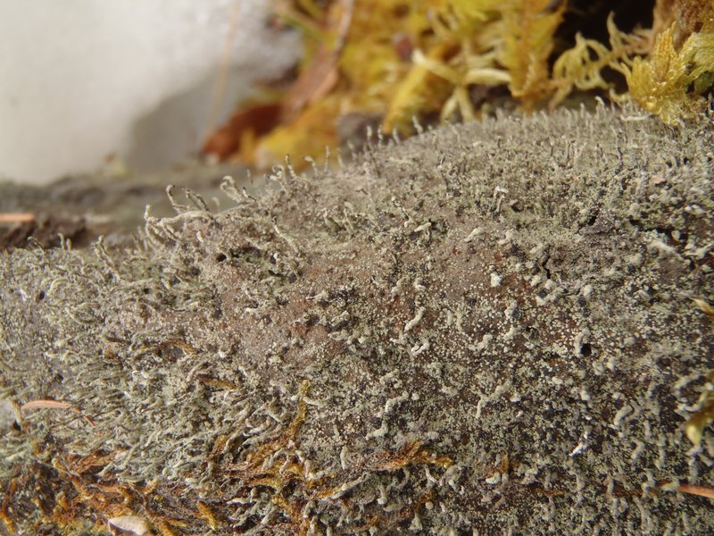Pilophorus cereolus