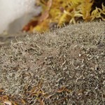 Pilophorus cereolus