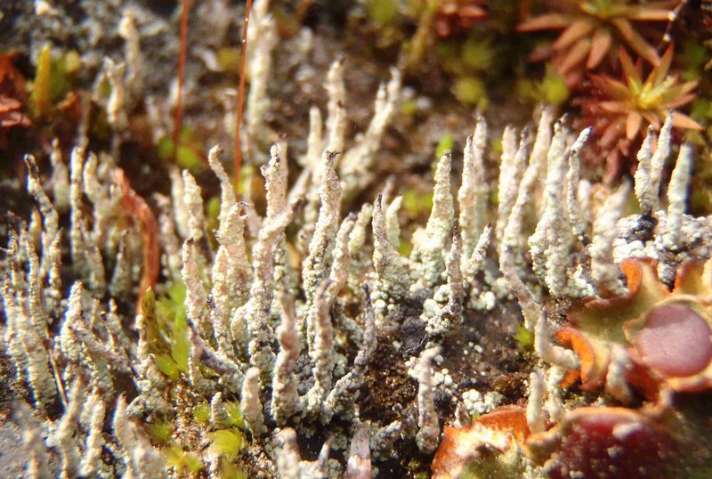Pilophorus cereolus